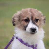 Calla eine Hundeseele sucht ihr Glück, Hündin zur Adoption