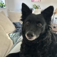 Süße Dona sucht ihr Körbchen, Hündin zur Adoption