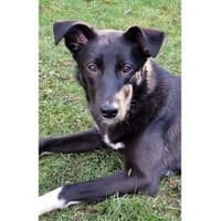 Elly - wartet in 60488 Frankfurt, Hündin zur Adoption