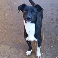 💛 Jojo sucht sein Für-immer-Zuhause 💛, Hund zur Adoption