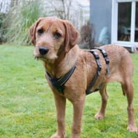 Sinella - Aus der Rettung ins Glück, Hündin zur Adoption