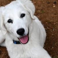 Möchten Sie Dony bei sich aufnehmen?, Hund zur Adoption