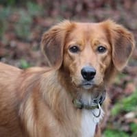 Mali sucht aktive Menschen, Hündin zur Adoption