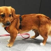 FIN, Hund zur Adoption