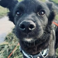 ABBY - (liebevoll, jung), Hündin zur Adoption