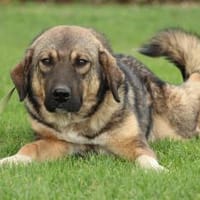 Jimmy unser sanfter Riese, Hund zur Adoption