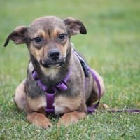 Cassandra unsere kleine Schönheit.., Hündin zur Adoption