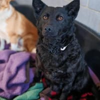 💕Nelly💕 sucht ihre Menschen, Hündin zur Adoption