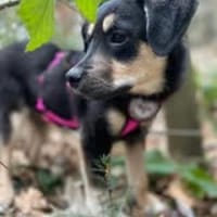 Lucy🐾sucht ihren sicheren Hafen🐾, Hündin zur Adoption