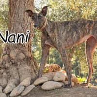 Nani wartet hier auf dich❤, Hündin zur Adoption