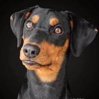 Zora - ist freundlich&offen zu Kindern, Hündin zur Adoption