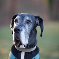 Manny - wünscht sich ein ruhiges Zuhause, Hund zur Adoption