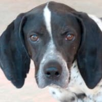 Max 12 -freundlich, teilw.noch unsicher-, Hund zur Adoption