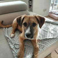 Lucky - ein süßer, verspielter Welpe, Hund zur Adoption