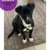 Sebes- Lebensfreude auf 4 Pfoten/Bochum, Hündin zur Adoption
