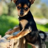 Kleiner Emil sucht ein Zuhause, Hund zur Adoption