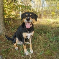 Nero sucht sein Zuhause, Hund zur Adoption