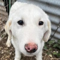 Billy sucht ein Zuhause auf dem Land, Hund zur Adoption