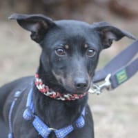 Lilo ist ein kleiner Sonnenschein, Hündin zur Adoption