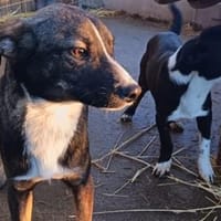 Kleiner Rexi hat großen Wunsch, Hund zur Adoption