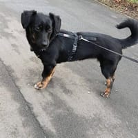 Anfängerhündin Lea❤sucht Familie, Hund zur Adoption