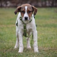 Delino  eine sanfte kleine Seele sucht, Hündin zur Adoption