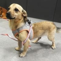 NINO, Hund zur Adoption