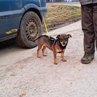 ❤Mara...sucht ein 'Für immer Zuhause', Hündin zur Adoption