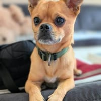 Lino - bracht Sicherheit, Hund zur Adoption