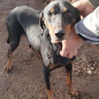 Freundlicher Rüde, menschenbezogen, Hund zur Adoption