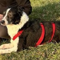 Sarasanfte Seele sucht liebevolles Zuha, Hündin zur Adoption