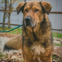 Anton  Freundlicher Wuschelbär mit Herz, Hund zur Adoption