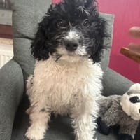 Gizmo ein sehr freundliches Kerlchen, Hund zur Adoption