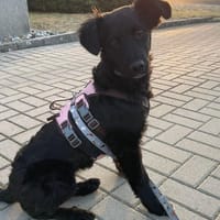 Pudelmix-Mädchen MAKEDA 😍 bei Eilenburg, Hündin zur Adoption