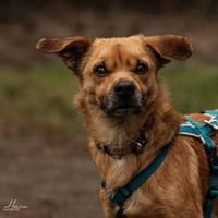 Liebenswerter Lollo sucht Zuhause, Hund zur Adoption