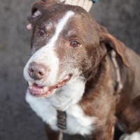 Marley sucht ein liebevolles und ruhiges, Hund zur Adoption