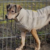 Mel möchte mit Dir die Welt entdecken., Hund zur Adoption