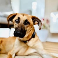 Umar (zur Pflege in 65346 Eltville am R), Hund zur Adoption