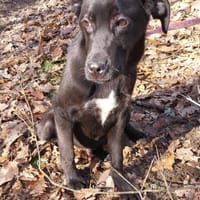 Kleiner, tapferer Luke sucht ..., Hund zur Adoption