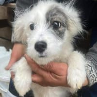 Rumy kleines Hundemädchen sucht ...., Hündin zur Adoption