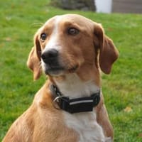 Tito wünscht sich ein Zuhause, Hund zur Adoption