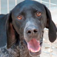 Evangelia -braucht Verständnis-, Hündin zur Adoption