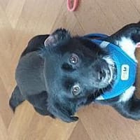 Tammy, Hündin zur Adoption