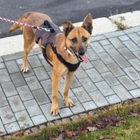 LUCY die freundliche❤wartet im Vogtland, Hündin zur Adoption