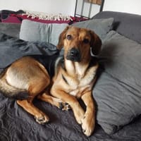 Rocco, Hund zur Adoption