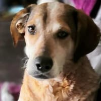 AFRICA - eine absolute Traumhündin!!!, Hündin zur Adoption