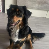 Die hübsche Mila❤❤, Hündin zur Adoption