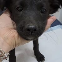 ABBY - (liebevoll, verspielt), Hündin zur Adoption