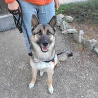 Maggie, chienne à adopter