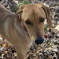 Rocky, chien à adopter